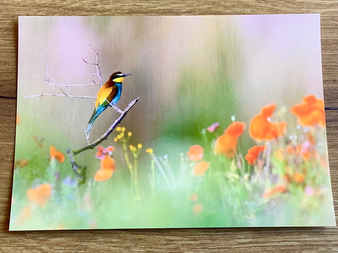 Postkarte Bienenfresser im Mohn (art+nature)