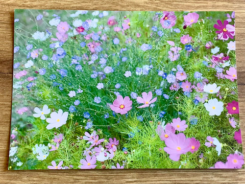 Postkarte Cosmeen und Blauer Lein (art+nature)