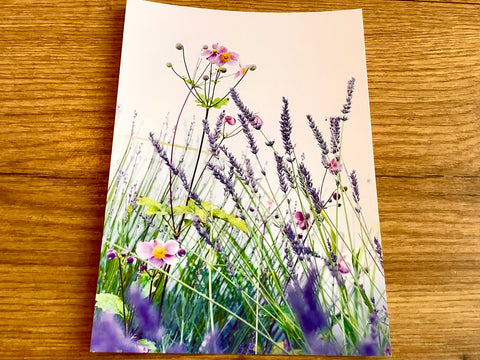 Postkarte Lavendel (art+nature)