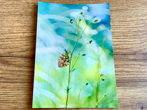 Postkarte "Green & Blue" (art+nature)