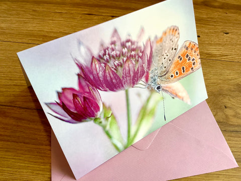 Briefkarte Sterndolde mit Schmetterling