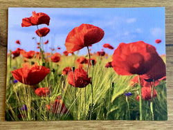 Postkarte Mohn (G. Gürtler)