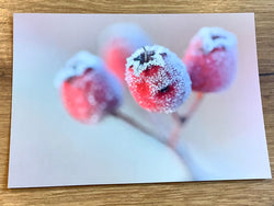 Postkarte Eisige Hagebutte (art+nature)