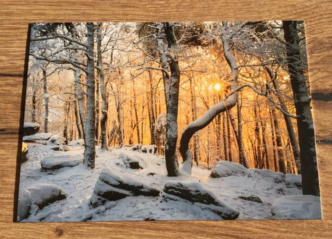 Postkarte art+nature Winterleuchten